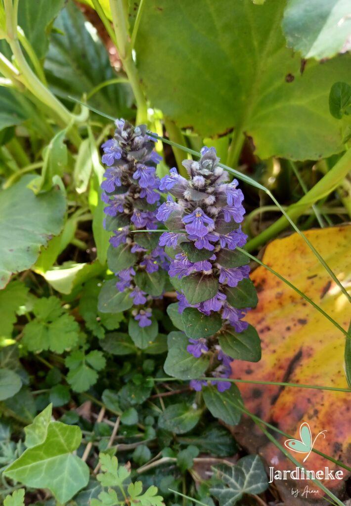 Ateliers plantes - botanique - sauvages - comestibles