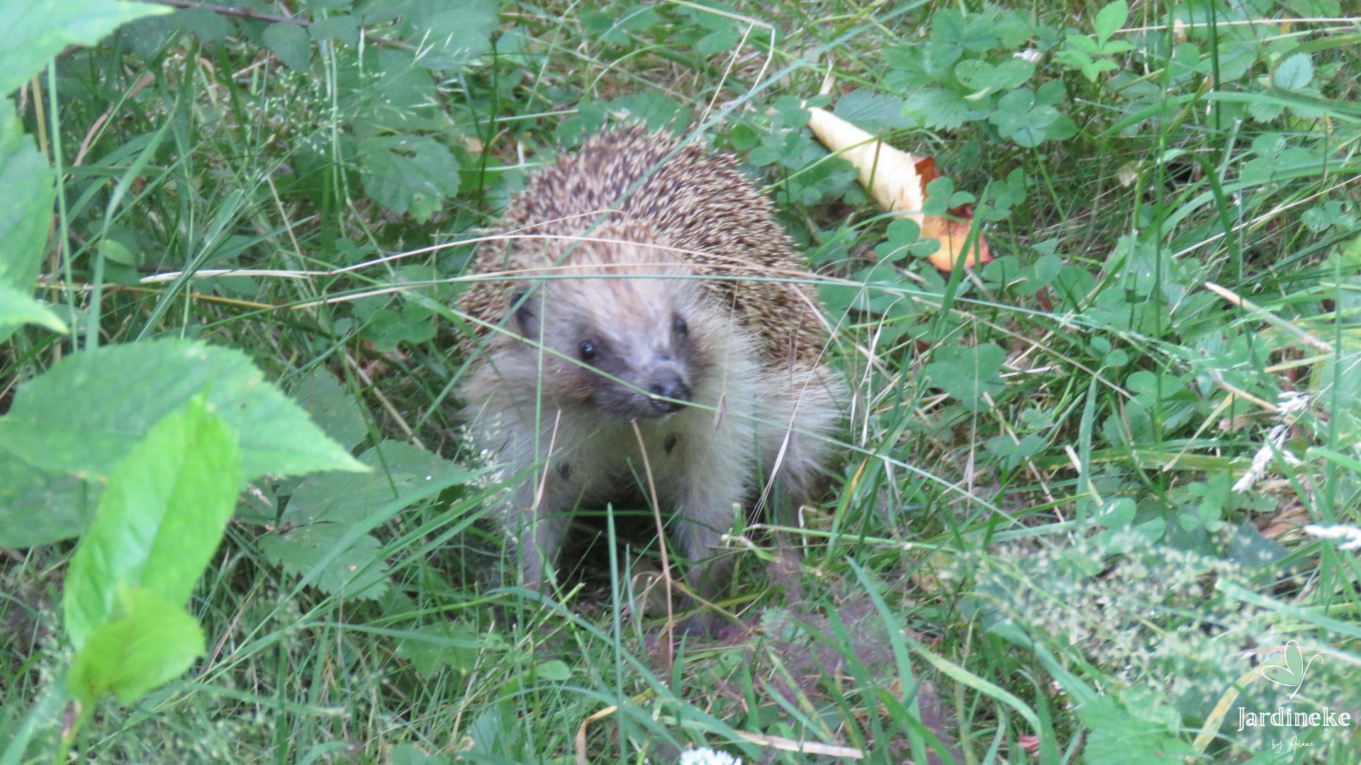 Dégâts des robots-tondeuses 🦔🐝