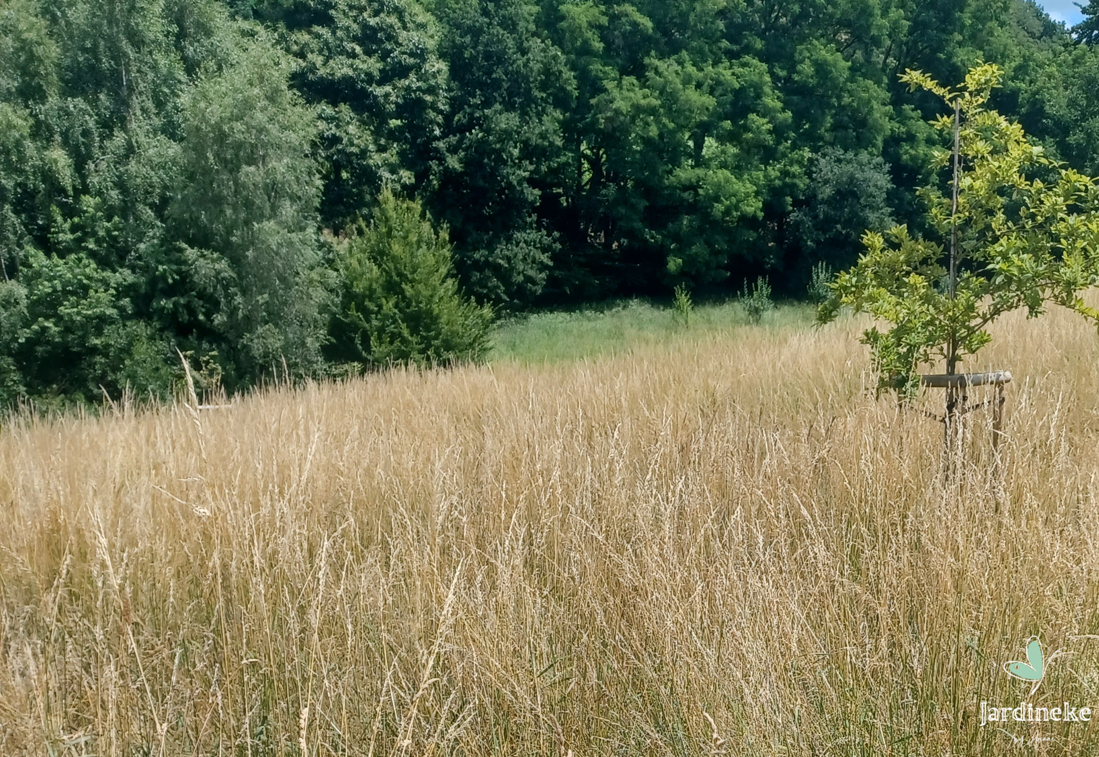 Fauchage à la faux 🌾