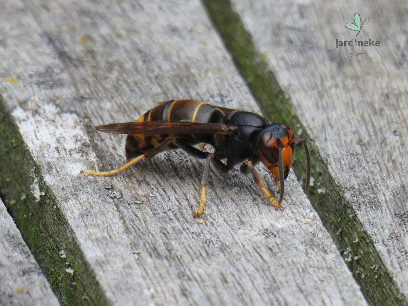 J&rsquo;ai croisé Robocop !