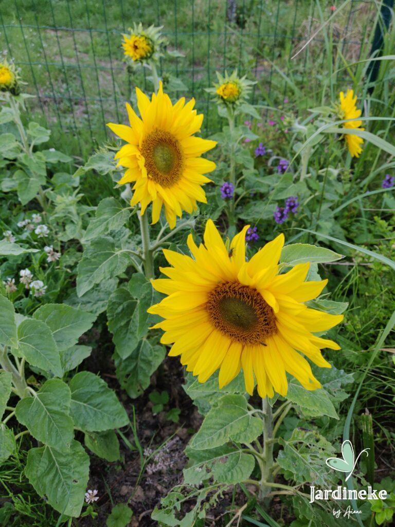 tournesol