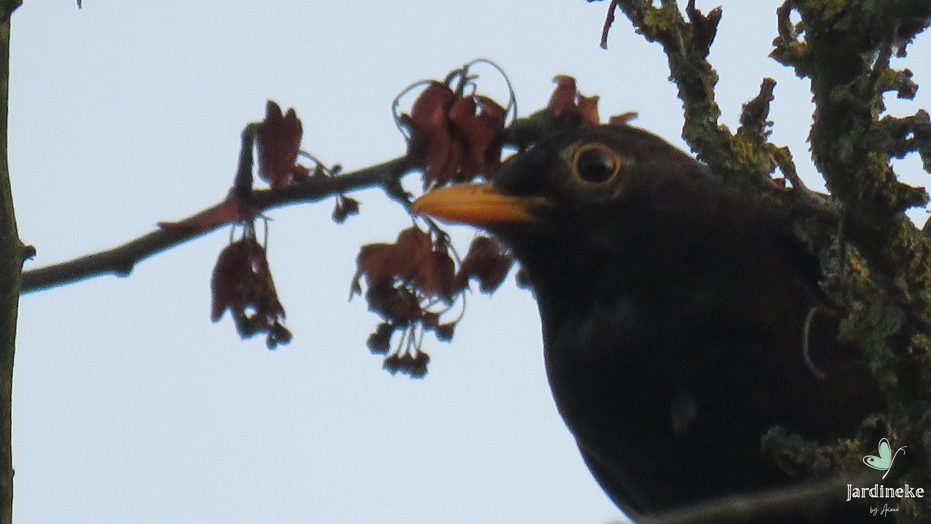 Nourrissage des oiseaux