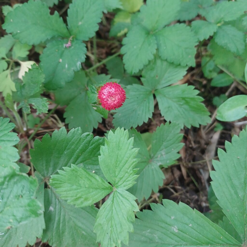 Fraisier des Indes