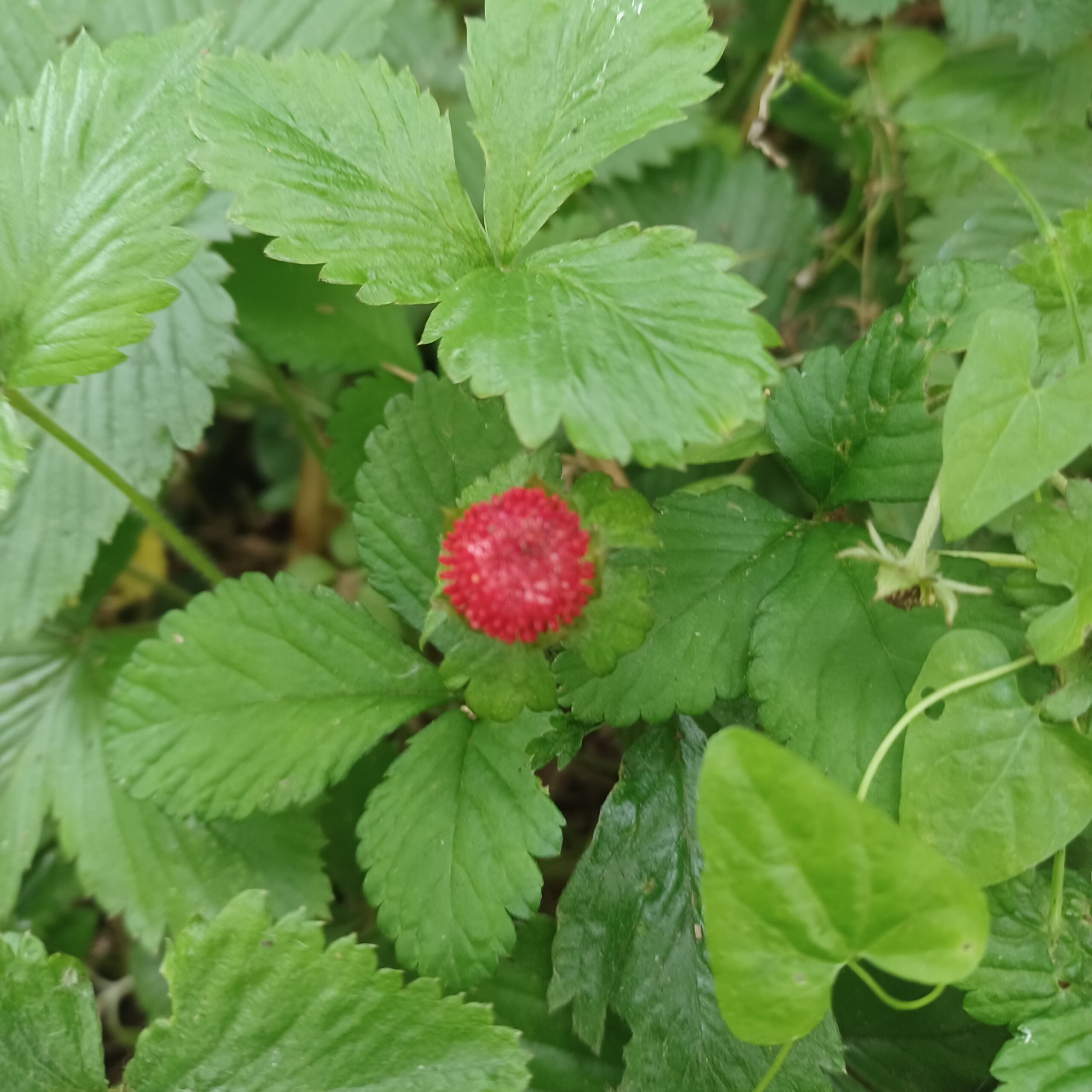 Plantes invasives vs envahissantes