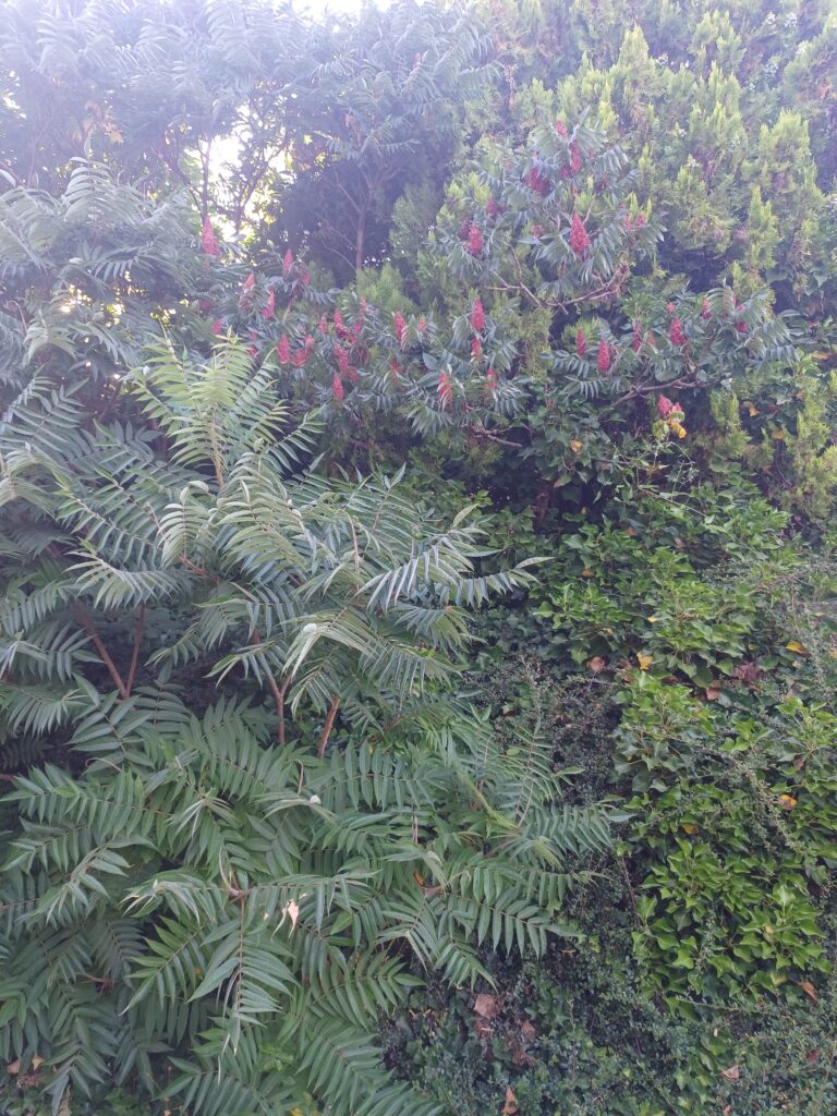 Sumac