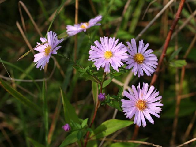 Aster novi-belgii
