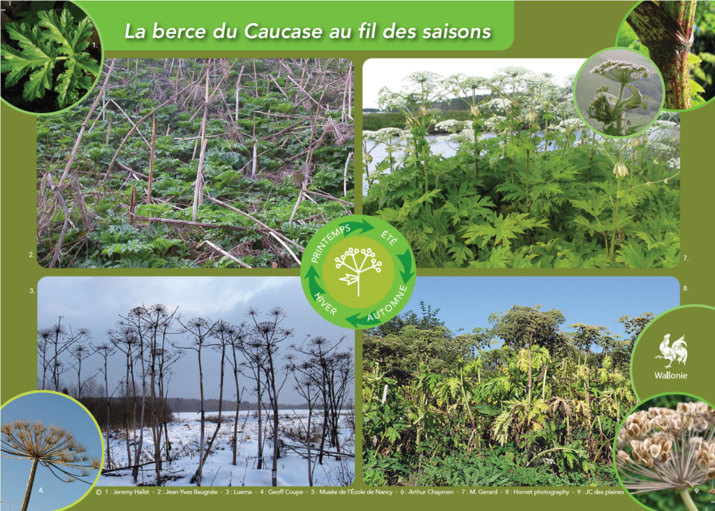 Berce du Caucase