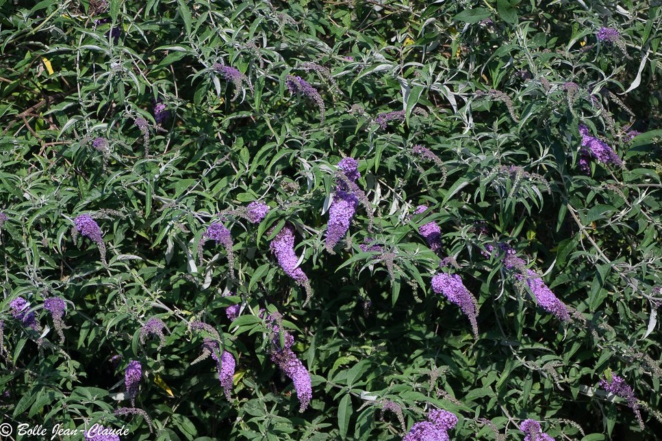 buddleja davidii