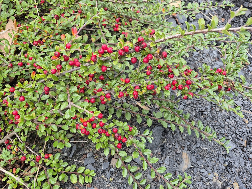 Cotoneaster horizontalis