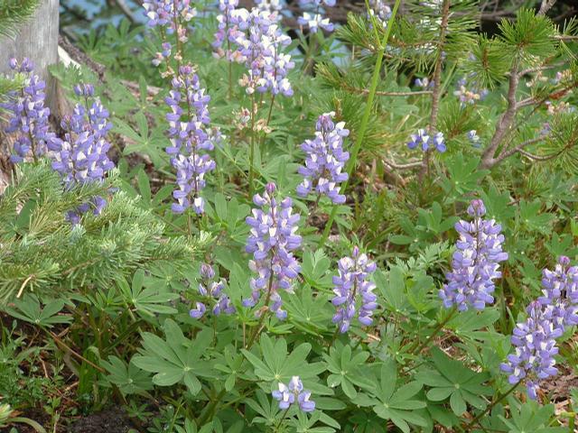 lupin