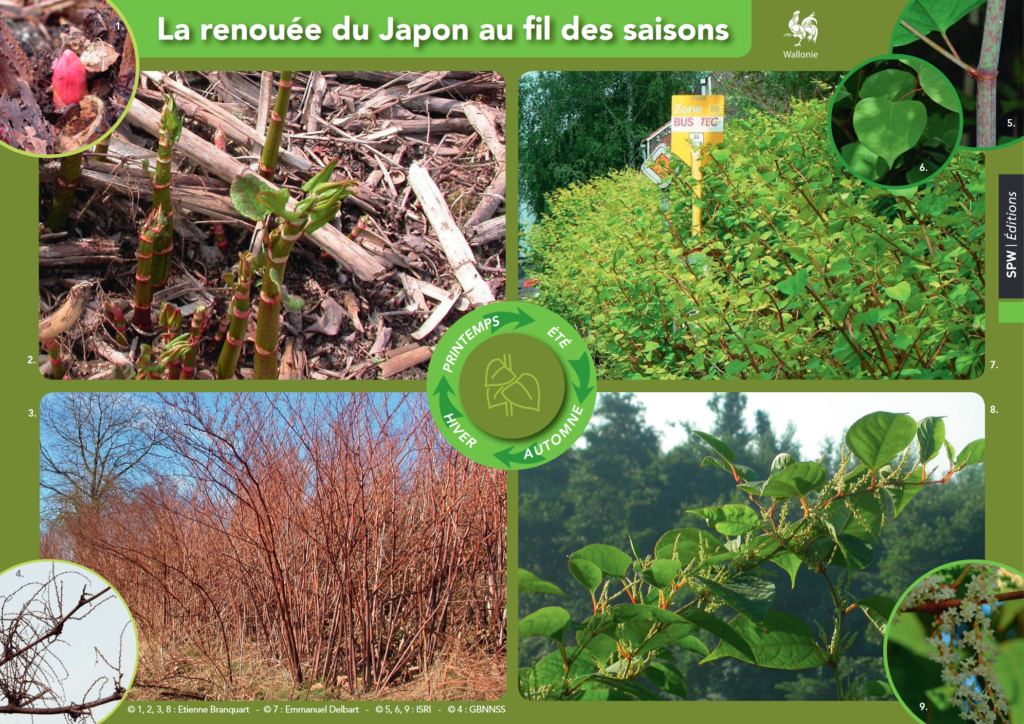 renouée du Japon