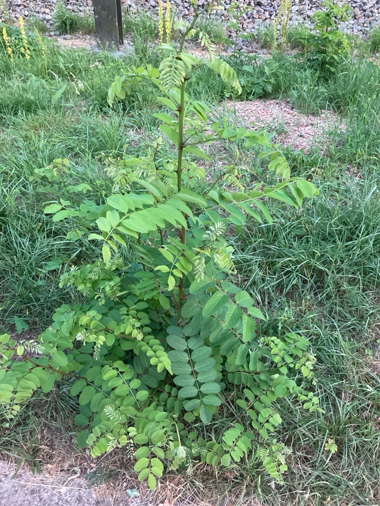 robinier faux-acacia